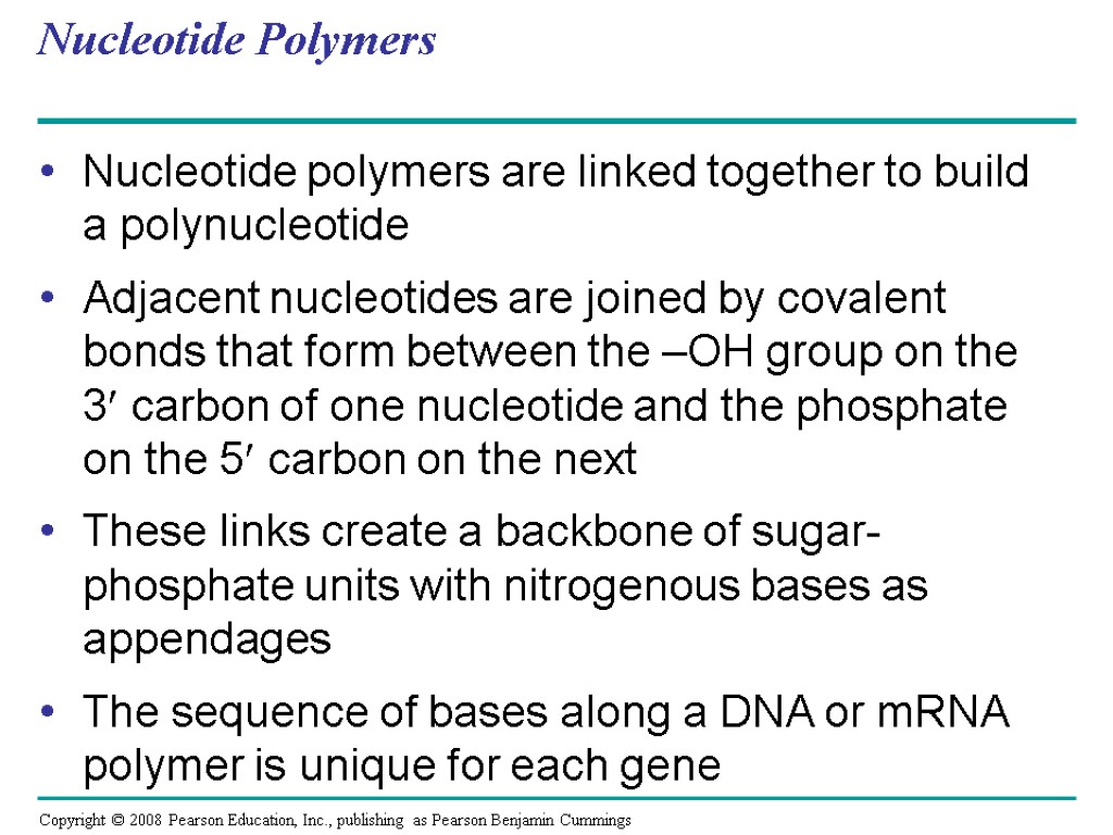 Nucleotide Polymers Nucleotide polymers are linked together to build a polynucleotide Adjacent nucleotides are